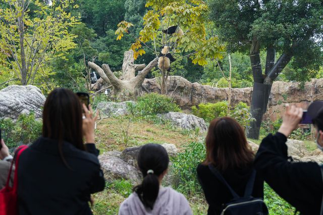 Çinli Dev Pandaların Japonya'ya Gelişinin 50. Yıldönümü Kutlanıyor Çinli Dev Pandaların Japonya'ya Gelişinin 50. Yıldönümü Kutlanıyor