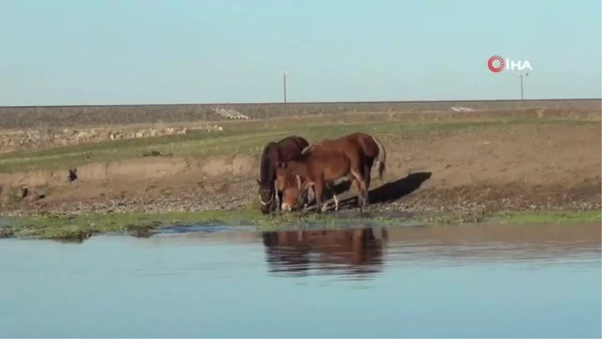 Kars\'ta yılkı atları doğal ortamında görüntülendi