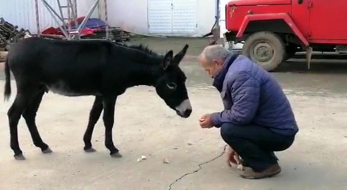 Rize\'de başı boş sıpa yakıt istasyonuna sığındı
