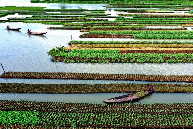 Bangladeş'te Yüzen Sebze Tarhları Bangladeş'te Yüzen Sebze Tarhları
