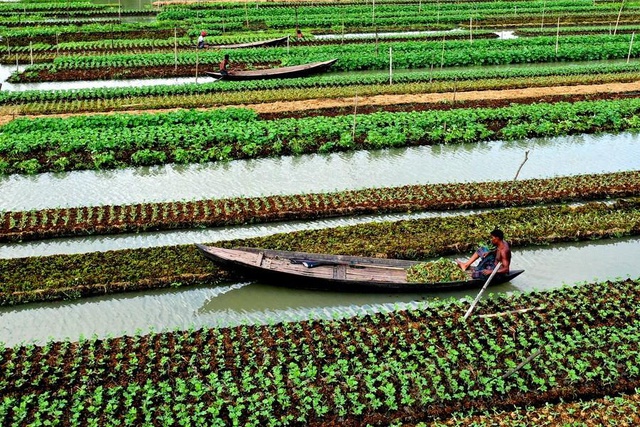 Bangladeş'te Yüzen Sebze Tarhları Bangladeş'te Yüzen Sebze Tarhları