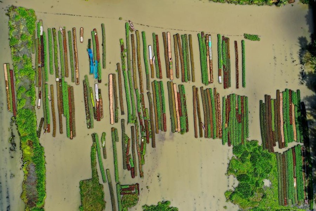 Bangladeş'te Yüzen Sebze Tarhları Bangladeş'te Yüzen Sebze Tarhları