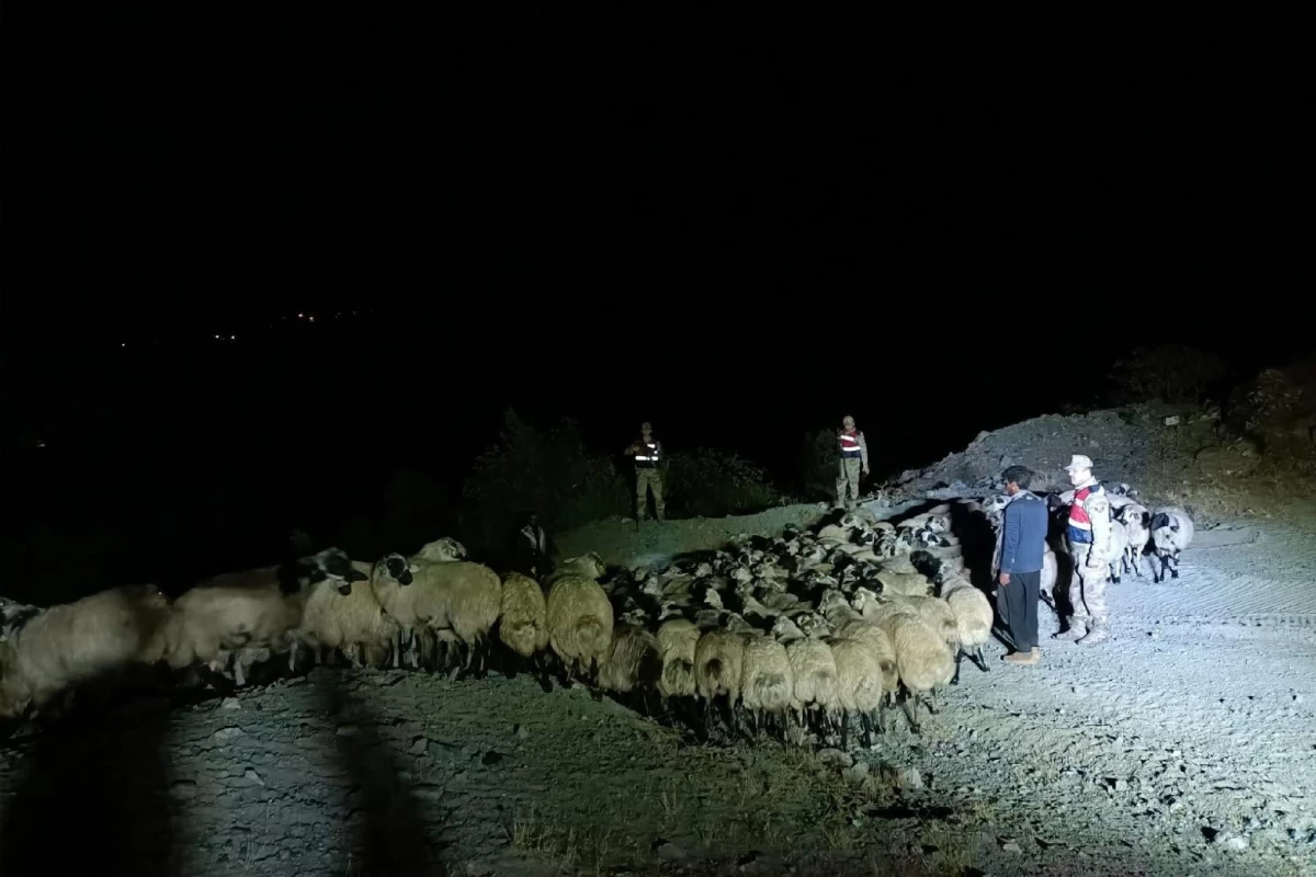 Elazığ\'da kaybolan 230 küçükbaş hayvanı jandarma buldu