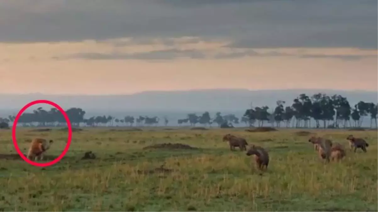 Ormanların kralı aslan, sırtlan sürüsü arasında kaldı! Sonunu asla tahmin edemeyeceksiniz