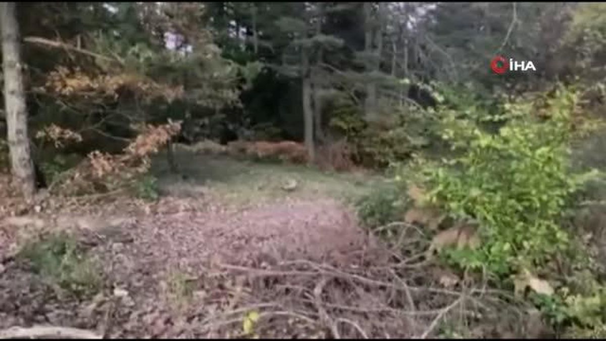 Piknik yaptıkları alana gelen tilkiyi köfteyle böyle beslediler