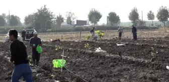 Sakarya'nın fındığında verim tek gövdeli ağaç sistemiyle artırılacak