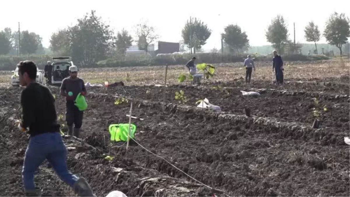 Sakarya\'nın fındığında verim tek gövdeli ağaç sistemiyle artırılacak