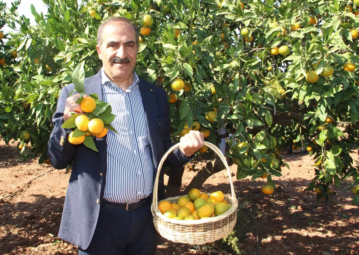 Türkiye\'nin mandalina ihracatı hedefi yükseldi