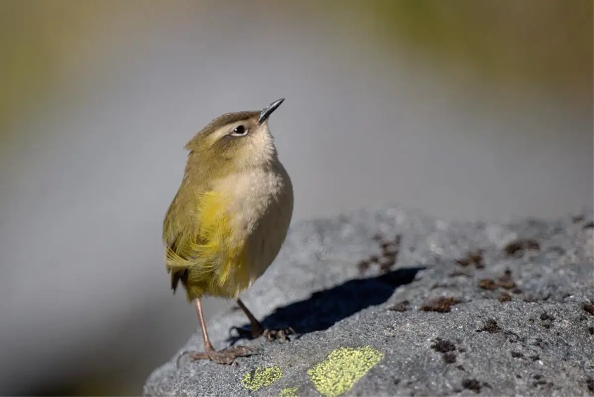 Yeni Zelanda\'da Yılın Kuşu Yarışması Düzenlendi