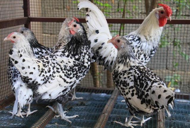 'Altın yumurtlayan tavuk' hikayesi gerçek oldu! Tanesini 150 liraya satıyor