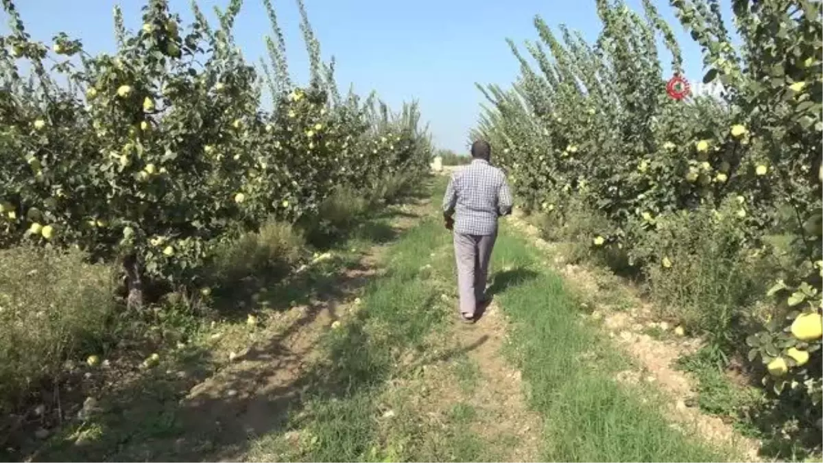 Ayva bahçelerindeki yüksek verim üreticinin yüzünü güldürdü