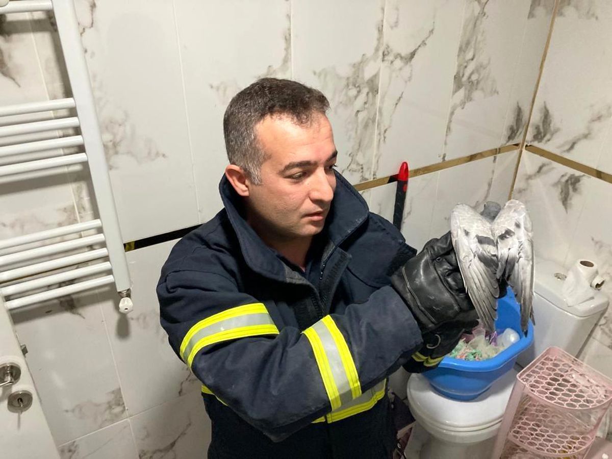 Havalandırma boşluğuna düşen güvercin kurtarıldı