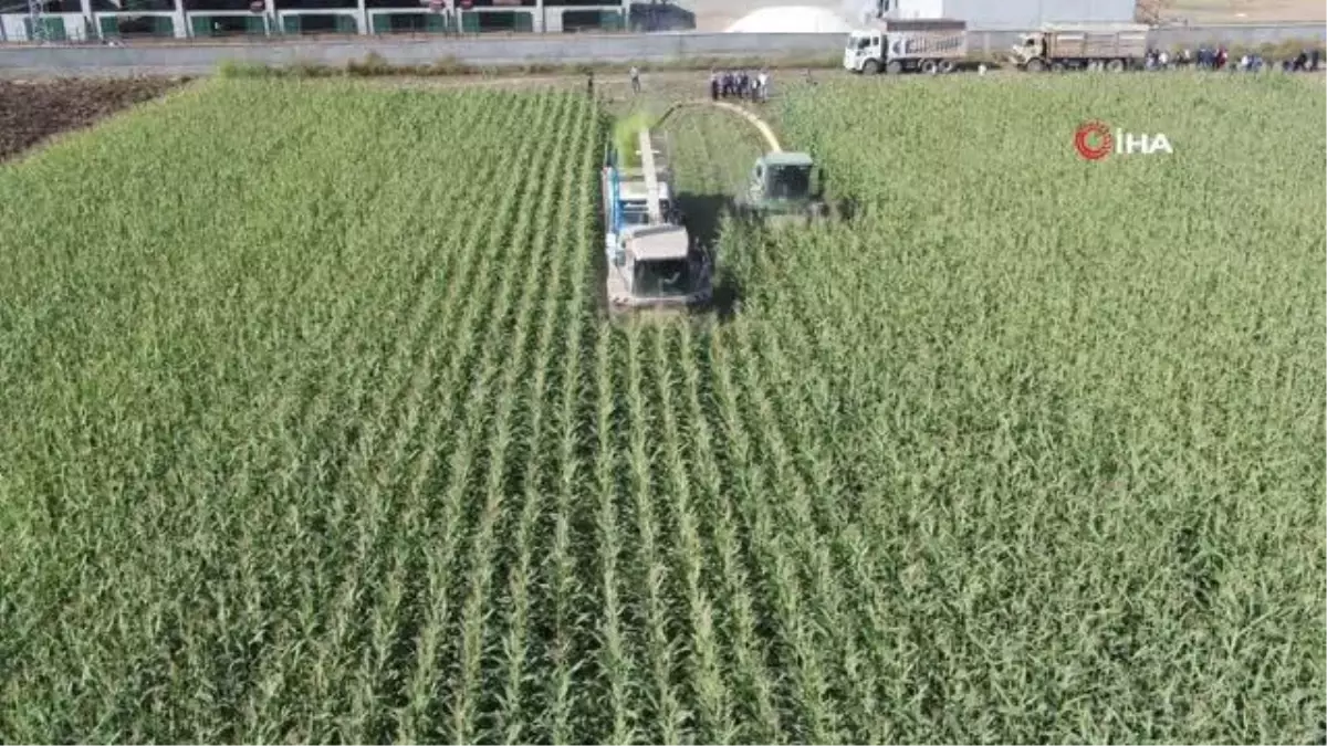 Kahramanmaraş\'ta silajlık mısır hasadı