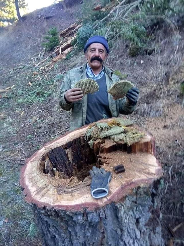 Kestikleri ağacın kovuğundan çıkan bala, işçiler bile inanamadı Kestikleri ağacın kovuğundan çıkan bala, işçiler bile inanamadı