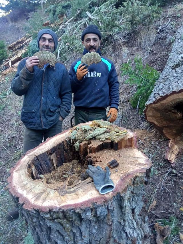 Kestikleri ağacın kovuğundan çıkan bala, işçiler bile inanamadı Kestikleri ağacın kovuğundan çıkan bala, işçiler bile inanamadı