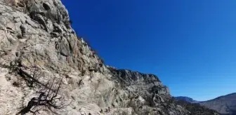 Manavgat yangınına direnen tarihi kervan yolunu, tomruk araçları tahrip etti