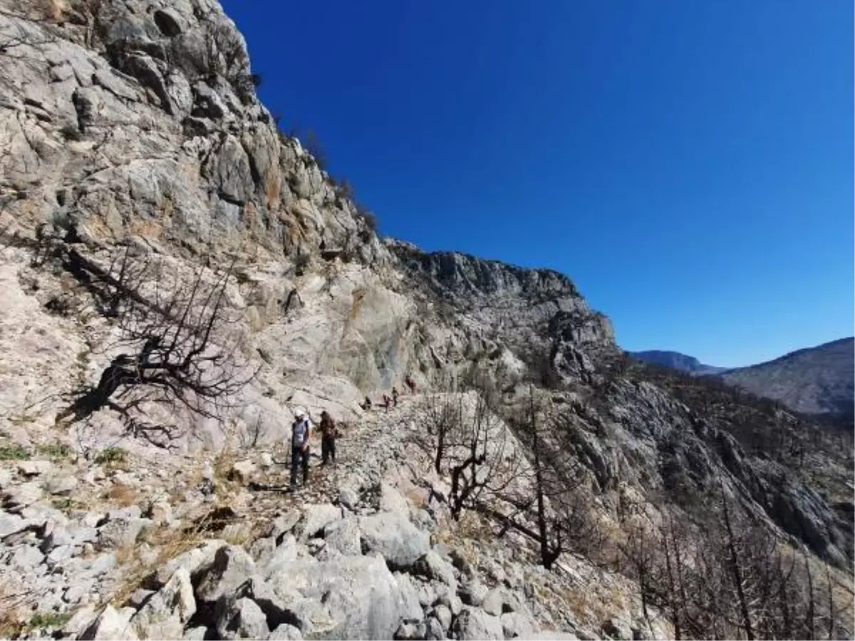 Manavgat yangınına direnen tarihi kervan yolunu, tomruk araçları tahrip etti