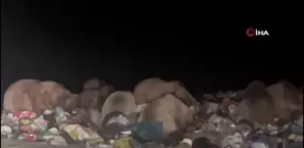 Sarıkamış'ta kış uykusu öncesi besin depolayan ayılar kamerada