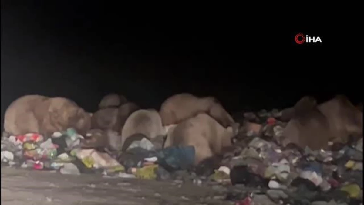 Sarıkamış\'ta kış uykusu öncesi besin depolayan ayılar kamerada