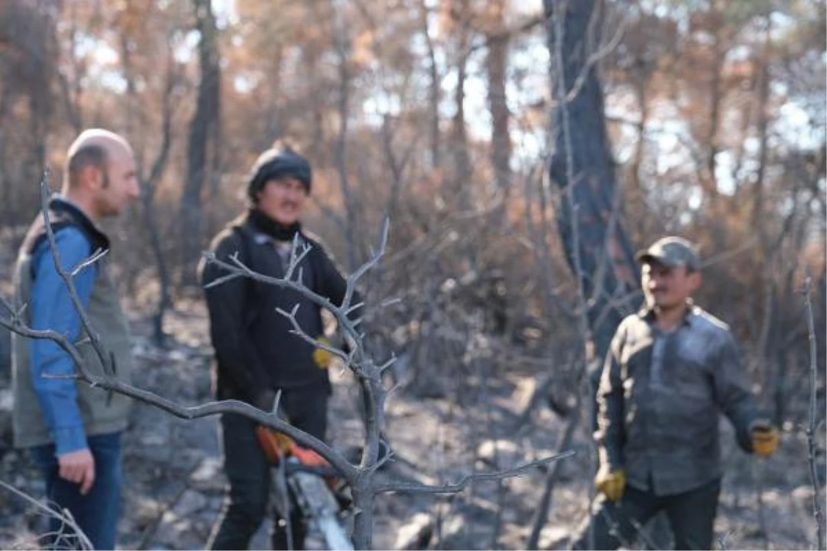Soma\'da yanan ormanlar için 100 bin fidan dikilecek
