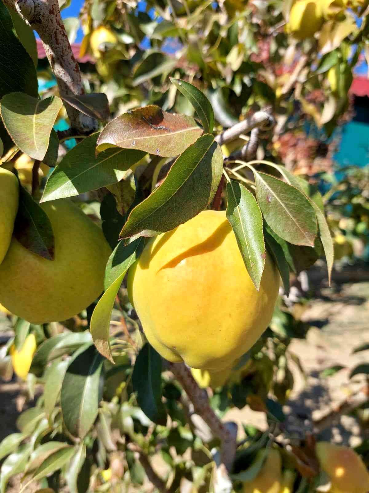 Sungurlu\'da armut hasadı başladı