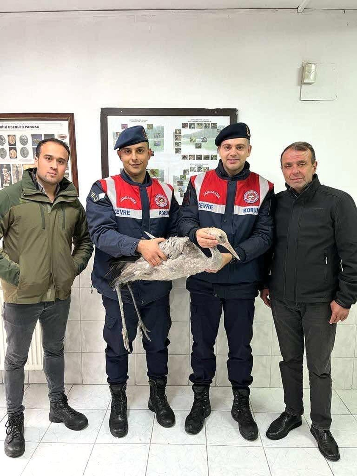 Artvin\'de yaralı bulunan turna kuşu tedavi altına alındı