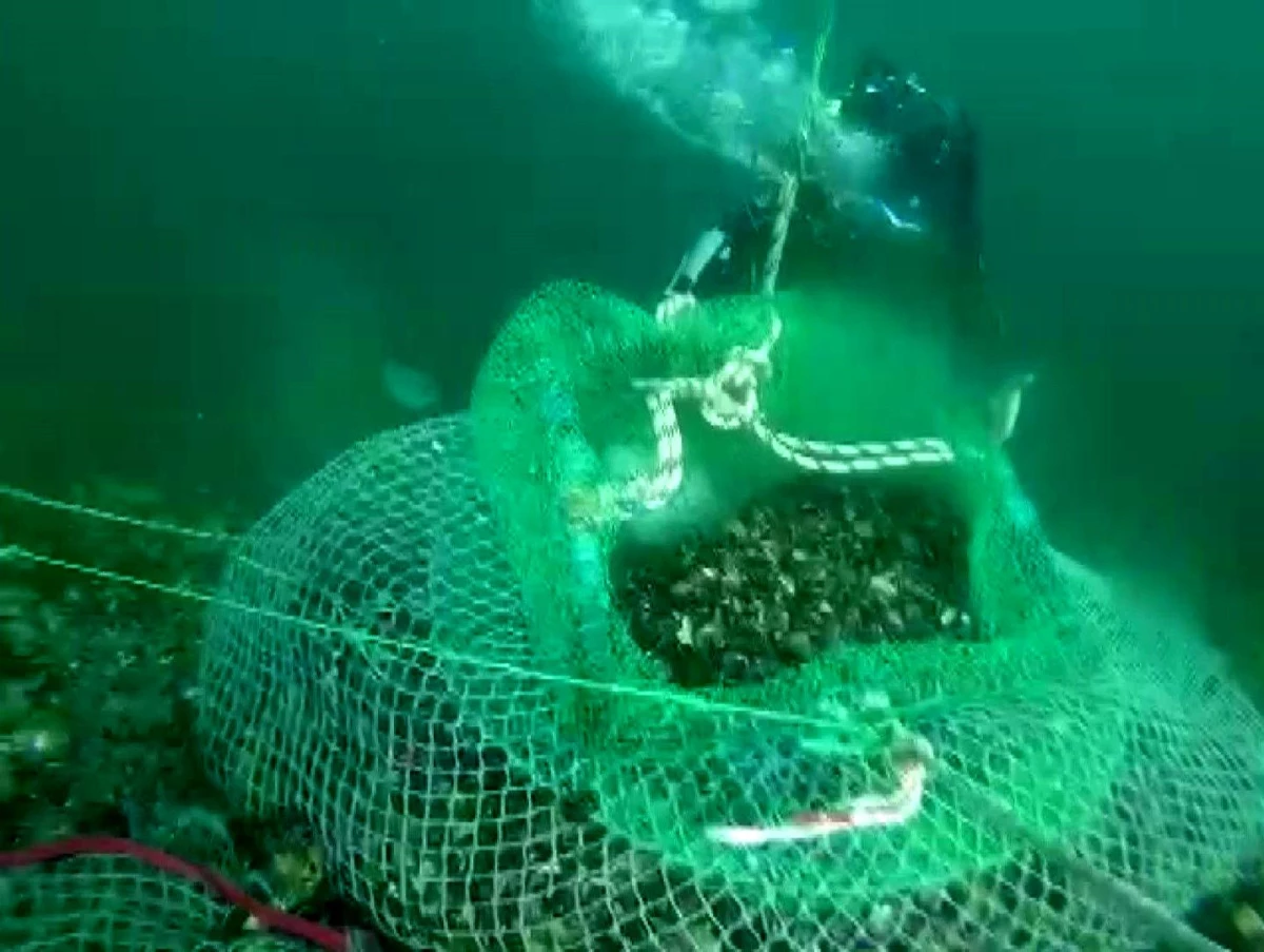 Beykoz\'da kaçak avladıkları 1 ton midyeyi denizin 7 metre derinliğine sakladılar