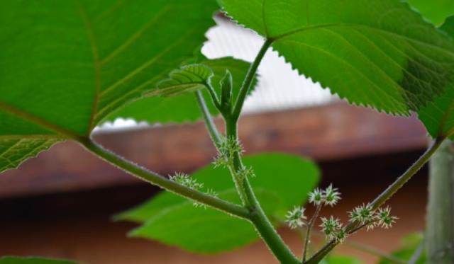Bu bitkiye dokunan adam hemen sonra intihar etti! Karşılaşırsanız koşarak kaçın