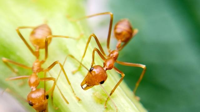 Eve karınca için ihbara giden yetkililer çıktıklarında tüm dünyaya uyarıda bulundu: Artık ölümcül
