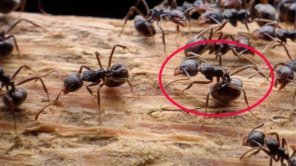 Bilim insanlarından karınca uyarısı! Ölümcül hale geldiler
