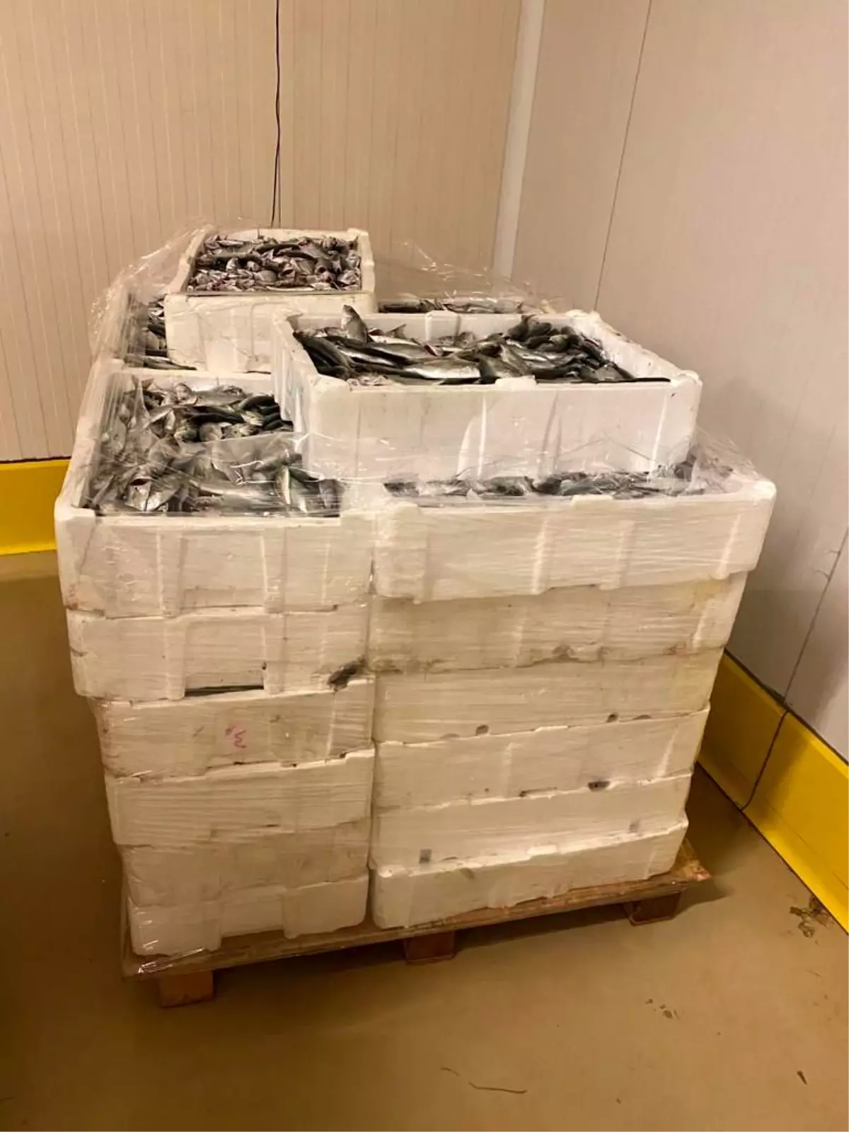 Gürpinar Su Ürünleri Hali\'nde balık boyu denetimi