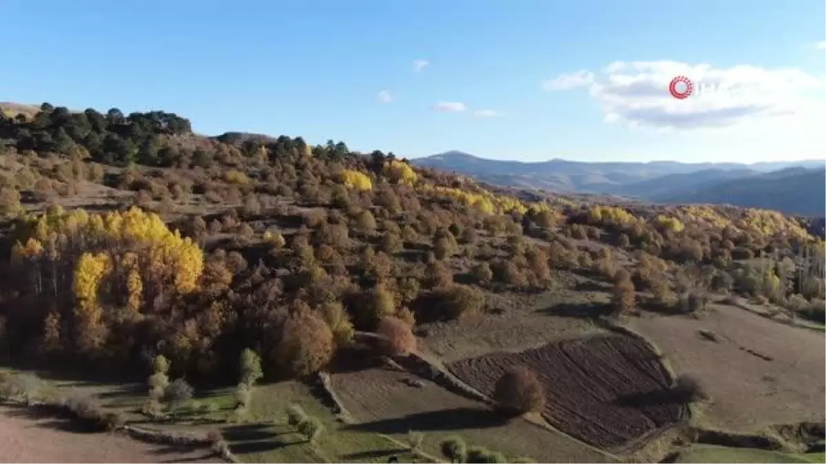 İç Anadolu\'da fındık hasadı, elleriyle tek tek topladılar