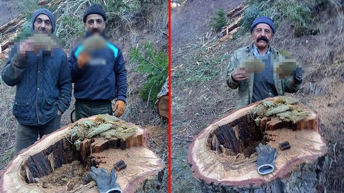 Kesilen ağacın kovuğunda çıkan bal işçileri şaşırttı