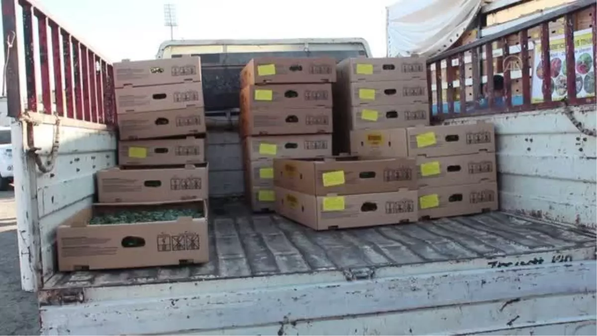 Üreticilere 625 bin brokoli fidesi dağıtıldı