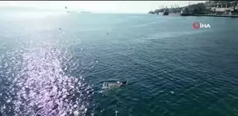 Yunusların gösterisi kamerada