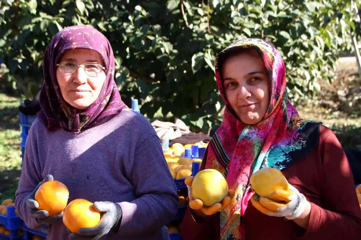 Bilecik ülkemizin \'Cennet Hurması\' ihtiyacının yüzde 35\'ini karşılıyor