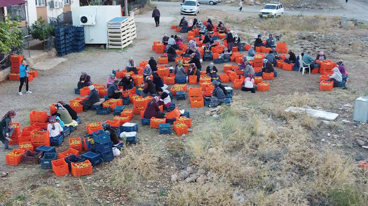 Bir ilçenin geçim kaynağı olan bu meyvenin yaşının kilosu 15, kurusunun ise 150 liradan satılıyor