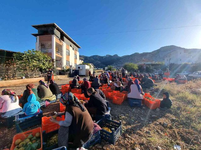 Bu meyvenin kurusu yaşından 10 kat pahalıya satılıyor