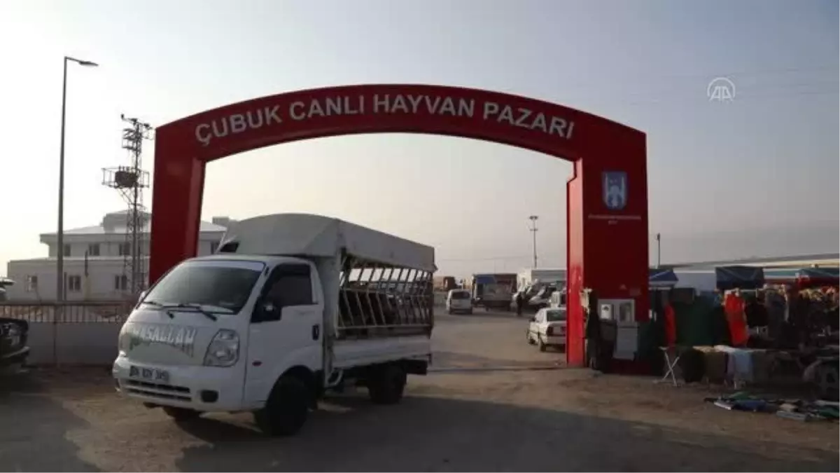 Çubuk Belediyesi hayvan pazarına 60 tonluk elektronik kantar kurdu