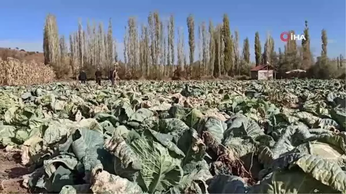 Dev lahanalar görenleri şaşkına çeviriyor