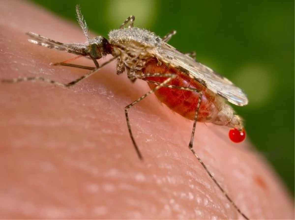 Etiyopya\'da dirençli bir tür sivrisinekle bağlantılı sıtma salgını tehlikesi