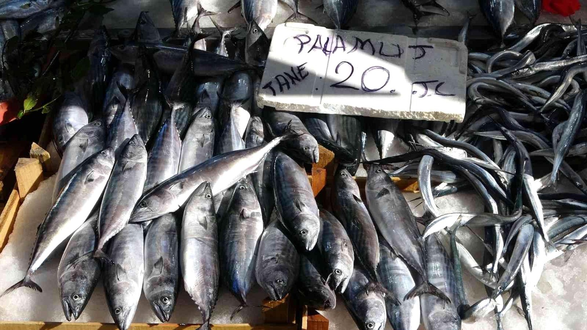 Karadeniz\'de palamut avcılığının 15 gün daha sürmesi bekleniyor