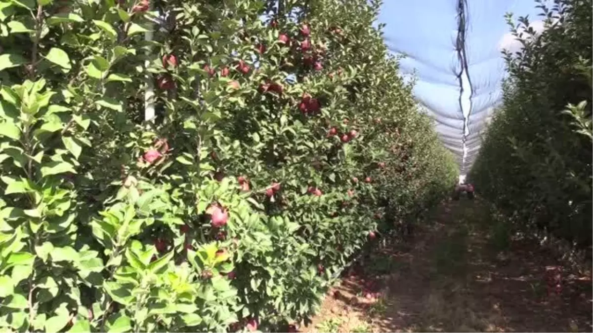 Kayseri\'de ülkelerin damak tadına göre elma üretiliyor