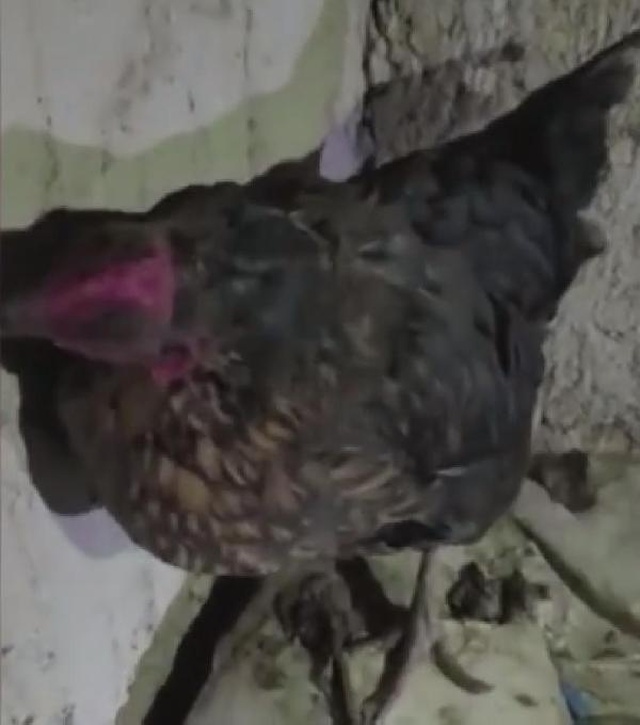 Kümesteki tavuğu kaldıran polis ekipleri yumurtanın yerinde uyuşturucu buldu! 2 kişi tutuklandı Kümesteki tavuğu kaldıran polis ekipleri yumurtanın yerinde uyuşturucu buldu! 2 kişi tutuklandı