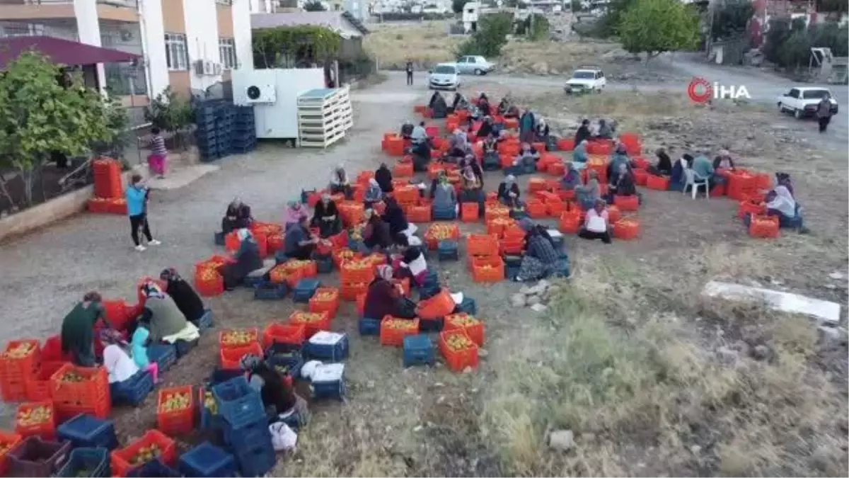 Mahalle açık hava fabrikasına döndü...Bu meyvenin kurusu yaşından 10 kat pahalıya satılıyor