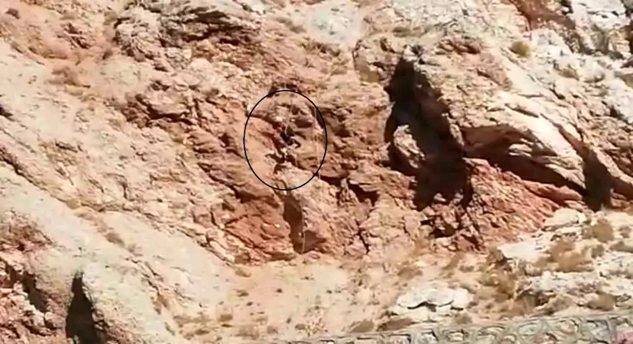 Metrelerce yükseklikte nefes kesen operasyon... Kayada mahsur kalan köpek böyle kurtarıldı