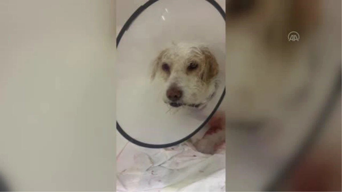 Tek gözü görmeyen köpeğe katarakt ameliyatı yapıldı
