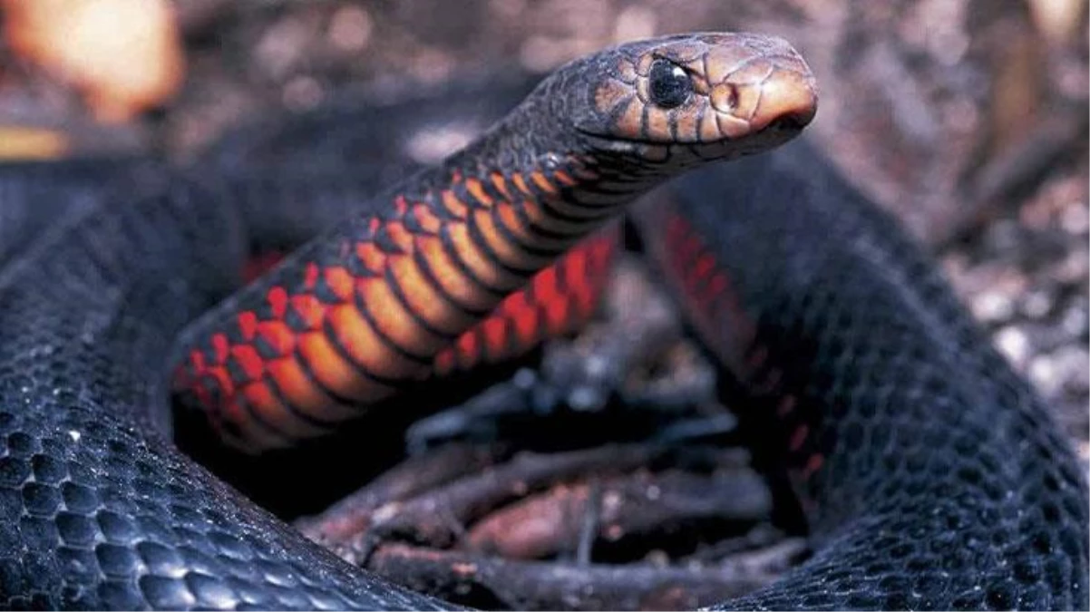 Dünyanın en tehlikeli yılanlarından! Hiç saldırmıyor ama ısırdığında bir düzine insanı öldürebilir