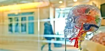 Beyin ve omurilik arasında yeni bir bağlantı olabileceği ortaya çıktı