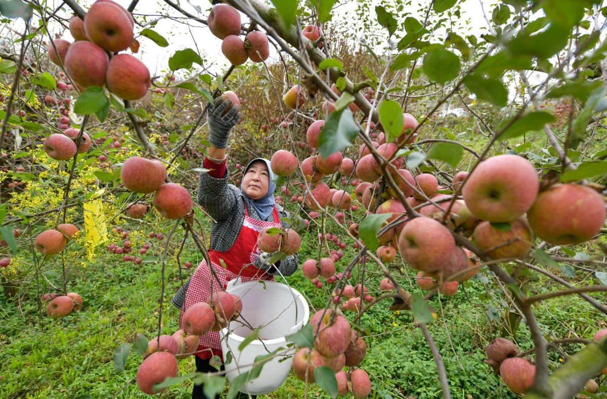 Çin\'in Weining İlçesinde Elma Hasadı